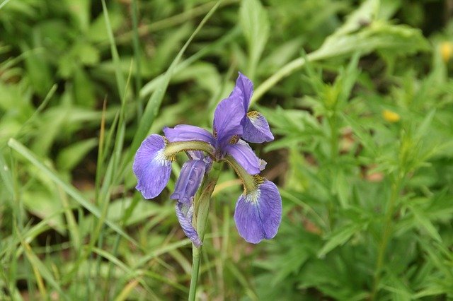 Descărcați gratuit șablonul foto gratuit Nature Flowers Lily pentru a fi editat cu editorul de imagini online GIMP