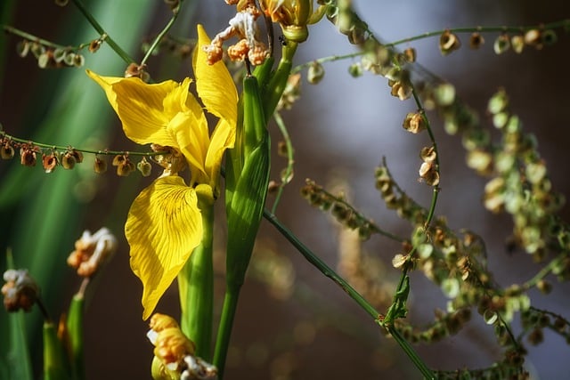 Free download nature flower sorrel yellow lisse free picture to be edited with GIMP free online image editor