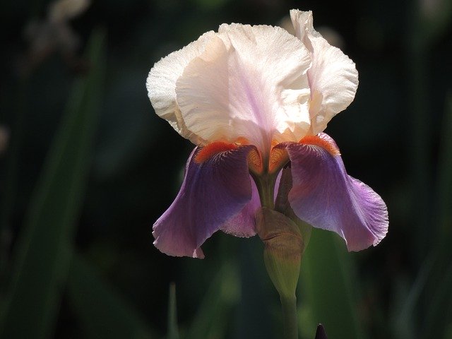 Bezpłatne pobieranie Nature Flower Spring - bezpłatne zdjęcie lub obraz do edycji za pomocą internetowego edytora obrazów GIMP
