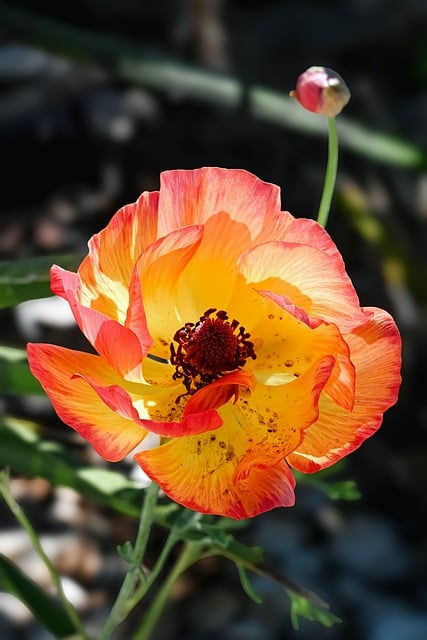 Free download nature flower spring spring flower free picture to be edited with GIMP free online image editor