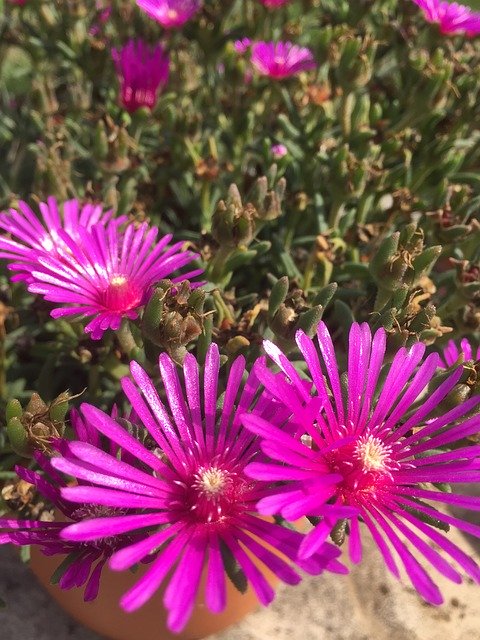 免费下载 Nature Flowers Spring - 使用 GIMP 在线图像编辑器编辑的免费照片或图片