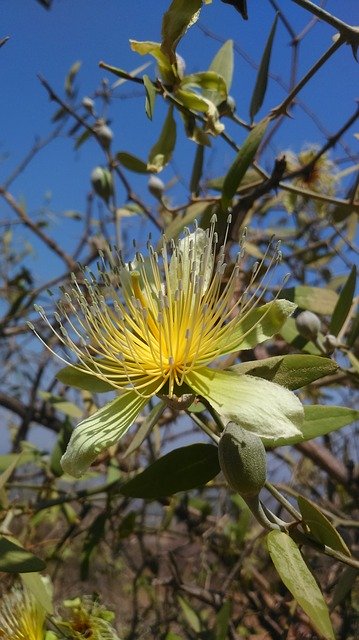 Muat turun percuma Nature Flower Summer - foto atau gambar percuma percuma untuk diedit dengan editor imej dalam talian GIMP