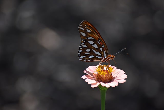 Free download nature flower viceroy pink free picture to be edited with GIMP free online image editor