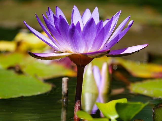 Free download Nature Flower Water Lily -  free photo or picture to be edited with GIMP online image editor