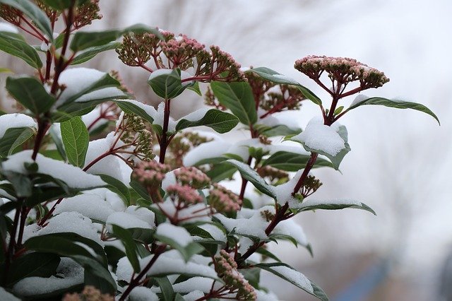 Template Photo Nature Flower Winterbloeier for OffiDocs