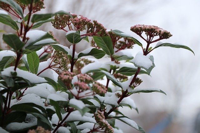 Descărcați gratuit șablonul foto gratuit Nature Flower Winterbloeier pentru a fi editat cu editorul de imagini online GIMP