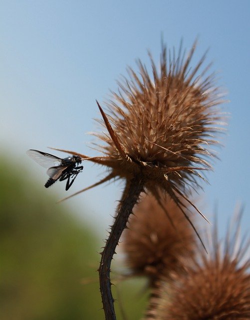 Free download Nature Fly Animal -  free photo or picture to be edited with GIMP online image editor