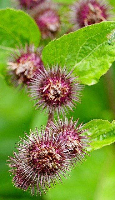 Скачать бесплатно Nature Forest Balls - бесплатное фото или изображение для редактирования с помощью онлайн-редактора изображений GIMP