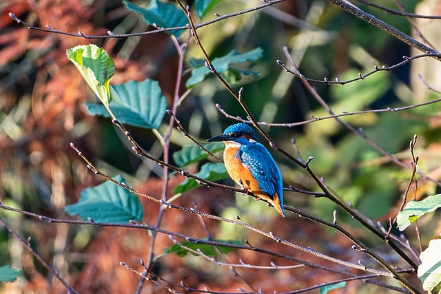 Scarica gratuitamente un'immagine gratuita di uccelli naturali nella foresta caduta all'aperto da modificare con l'editor di immagini online gratuito GIMP