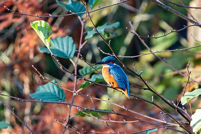 Free download nature forest fall outdoors bird free picture to be edited with GIMP free online image editor