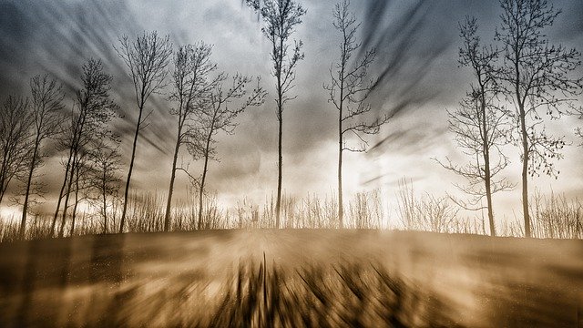 تنزيل Nature Forest Fog - صورة مجانية أو صورة مجانية ليتم تحريرها باستخدام محرر الصور عبر الإنترنت GIMP