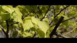 Free download Nature Forest Green -  free photo or picture to be edited with GIMP online image editor