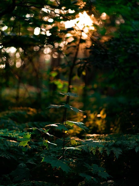 Descărcare gratuită natura pădure plante cu frunze verzi imagini gratuite pentru a fi editate cu editorul de imagini online gratuit GIMP