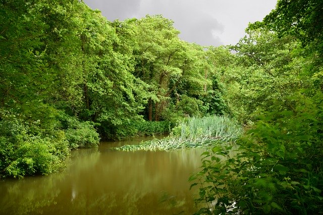 Unduh gratis Nature Forest Lake - foto atau gambar gratis untuk diedit dengan editor gambar online GIMP