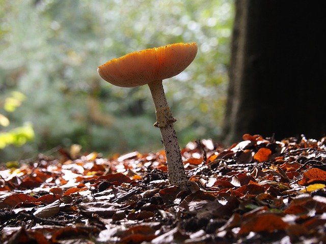 Free download Nature Forest Land Mushroom -  free photo or picture to be edited with GIMP online image editor