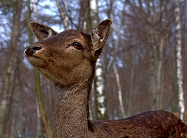 Muat turun percuma gambar percuma haiwan mamalia fauna hutan alam semula jadi untuk diedit dengan editor imej dalam talian percuma GIMP