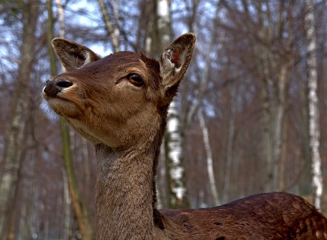 Free download nature forest mammal fauna animal free picture to be edited with GIMP free online image editor