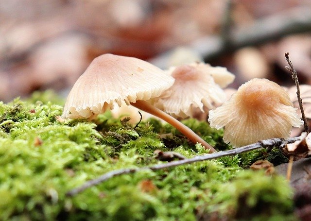 Template Photo Nature Forest Mushrooms for OffiDocs