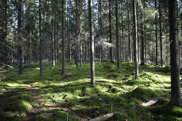 Gratis download Nature Forest Six - gratis foto of afbeelding om te bewerken met GIMP online afbeeldingseditor