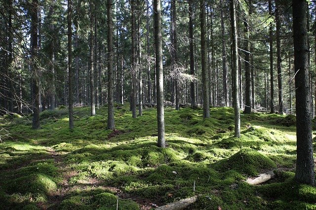 ດາວ​ໂຫຼດ​ຟຣີ Nature Forest Six - ຮູບ​ພາບ​ຟຣີ​ຫຼື​ຮູບ​ພາບ​ທີ່​ຈະ​ໄດ້​ຮັບ​ການ​ແກ້​ໄຂ​ກັບ GIMP ອອນ​ໄລ​ນ​໌​ບັນ​ນາ​ທິ​ການ​ຮູບ​ພາບ​