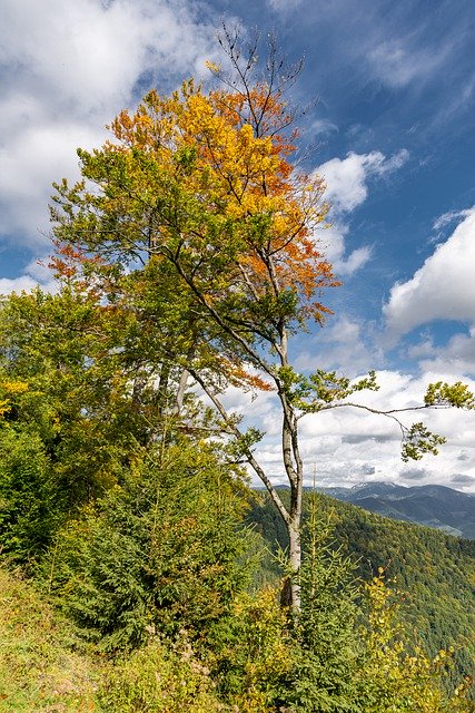 Ücretsiz indir Nature Forest The Sky - GIMP çevrimiçi resim düzenleyici ile düzenlenecek ücretsiz fotoğraf veya resim