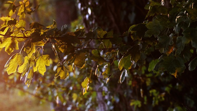 Free download nature forest tree leaves autumn free picture to be edited with GIMP free online image editor