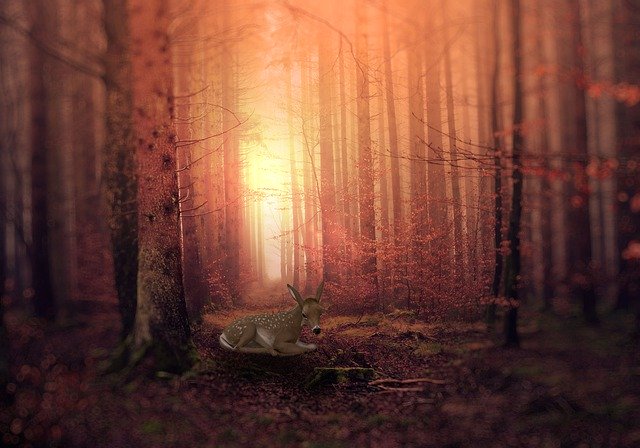 Gratis download Nature Forest Trees - gratis gratis foto of afbeelding die kan worden bewerkt met de online afbeeldingseditor van GIMP