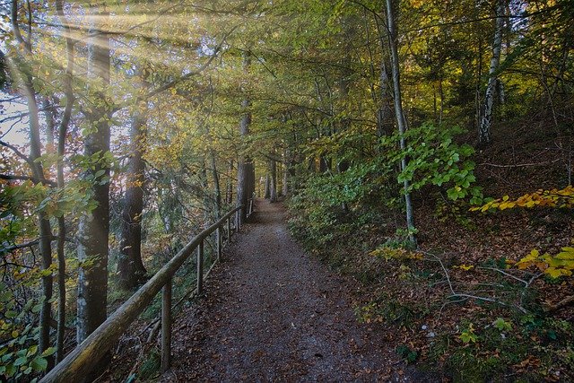 Free download nature forest trees autumn season free picture to be edited with GIMP free online image editor