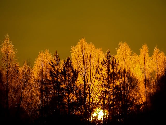 Free download nature forest trees outdoors free picture to be edited with GIMP free online image editor
