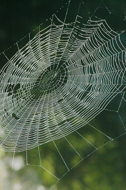 Descărcare gratuită Nature Forest Web - fotografie sau imagine gratuită pentru a fi editată cu editorul de imagini online GIMP