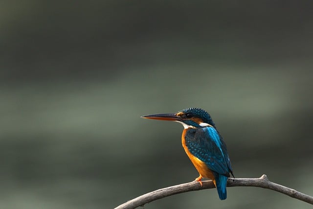 Free download nature forest wildlife bird free picture to be edited with GIMP free online image editor