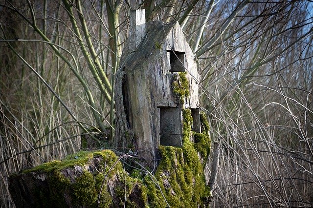 무료 다운로드 Nature Forest Wood - 무료 사진 또는 GIMP 온라인 이미지 편집기로 편집할 사진