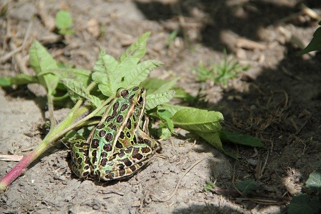 Free download Nature Frog Ground -  free photo or picture to be edited with GIMP online image editor