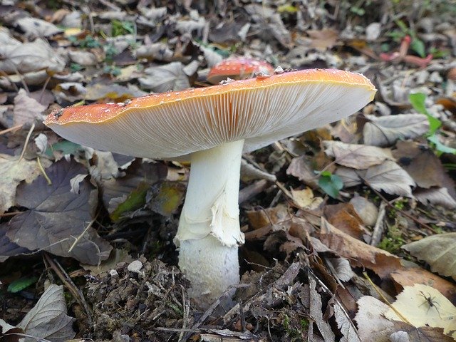 Безкоштовно завантажте Nature Fungus Fall — безкоштовну фотографію чи зображення для редагування за допомогою онлайн-редактора зображень GIMP