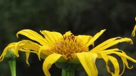 Free download Nature Garden Flower -  free free photo or picture to be edited with GIMP online image editor