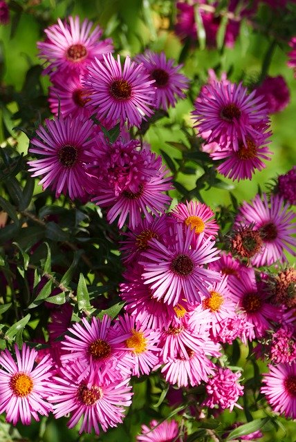 Free download Nature Garden Flowers -  free photo or picture to be edited with GIMP online image editor