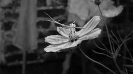 Free download Nature Garden Flower Stick -  free video to be edited with OpenShot online video editor