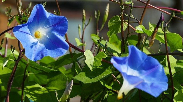 Unduh gratis Nature Garden Ipomoea Hederacea - foto atau gambar gratis untuk diedit dengan editor gambar online GIMP