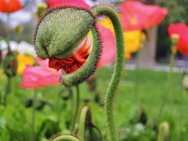 Free download nature garden plant flower button free picture to be edited with GIMP free online image editor
