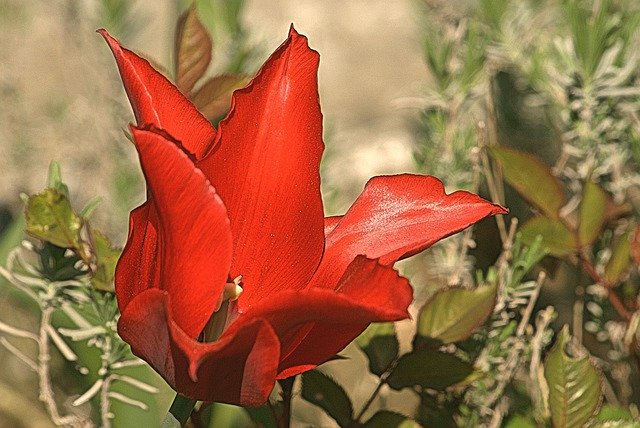 Free download Nature Garden Plant Ornamental -  free photo or picture to be edited with GIMP online image editor