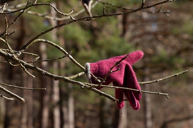 Free download Nature Glove Tree -  free photo or picture to be edited with GIMP online image editor