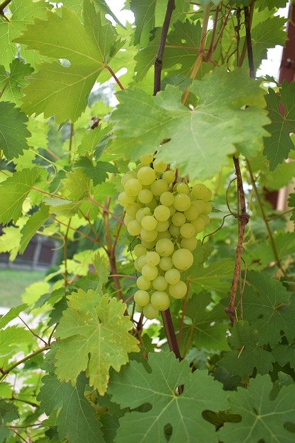 Free download Nature Grapes Green -  free photo or picture to be edited with GIMP online image editor