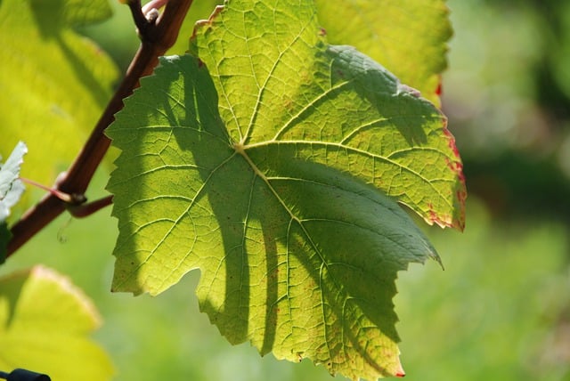Free download nature grapevine viticulture free picture to be edited with GIMP free online image editor