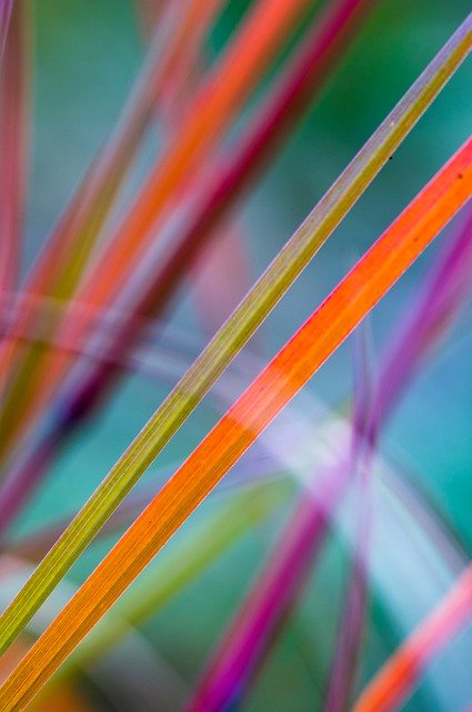 Free download Nature Grass Abstract -  free photo or picture to be edited with GIMP online image editor
