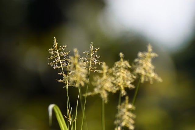 Free download nature grass flowers rwanda garden free picture to be edited with GIMP free online image editor