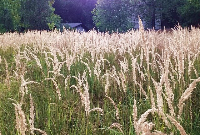 Free download Nature Grass Grasses Blades Of -  free photo or picture to be edited with GIMP online image editor