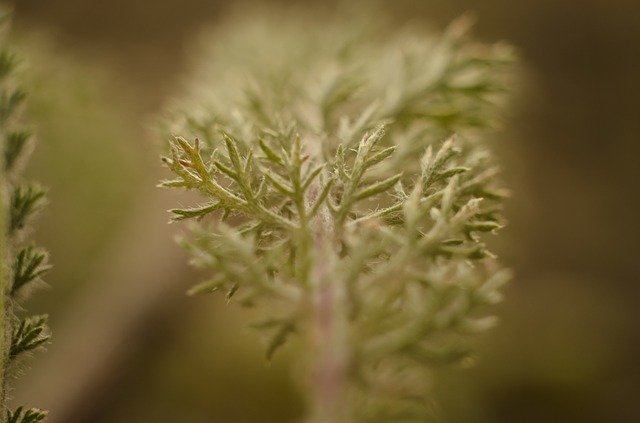 Bezpłatne pobieranie Nature Grass Greens - bezpłatne zdjęcie lub obraz do edycji za pomocą internetowego edytora obrazów GIMP