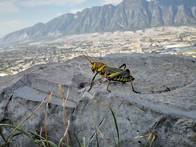 Bezpłatne pobieranie Nature Grasshopper Chapulin - bezpłatne zdjęcie lub obraz do edycji za pomocą internetowego edytora obrazów GIMP