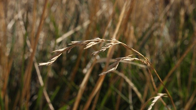 Скачать бесплатно Nature Grass Summer - бесплатное фото или изображение для редактирования с помощью онлайн-редактора изображений GIMP