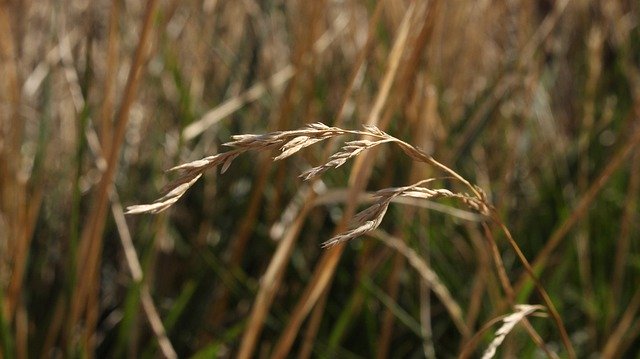 Free download Nature Grass Summer -  free photo or picture to be edited with GIMP online image editor